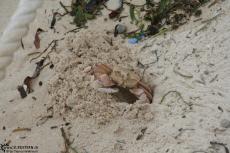 IMG 8740-Kenya, crab at beach of Hotel Dolphin